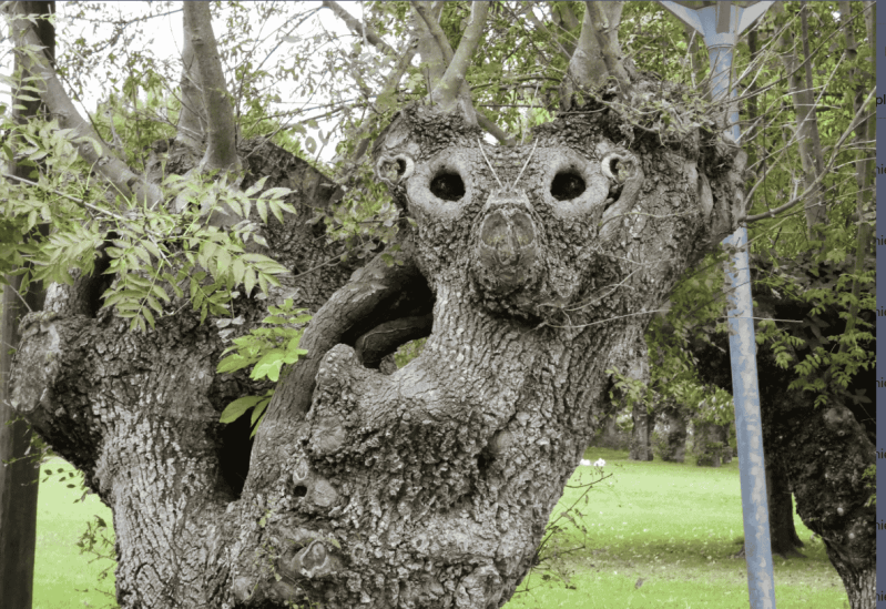 arbre suricate