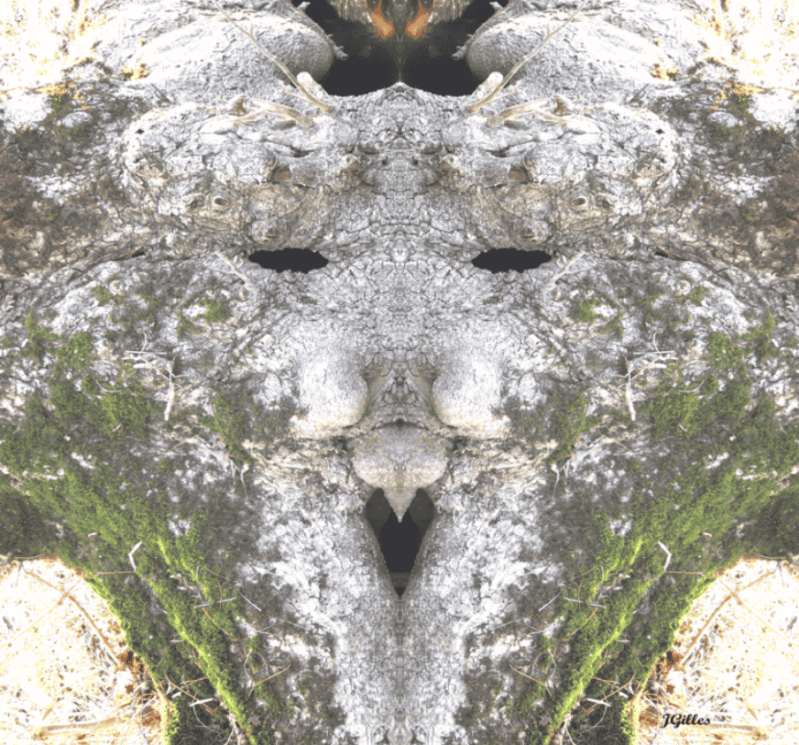 arbre de la sagesse
