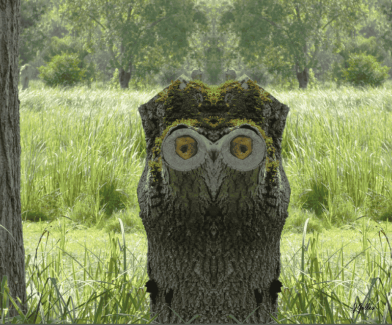 arbre hibou