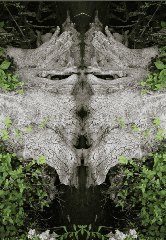 arbre lionne