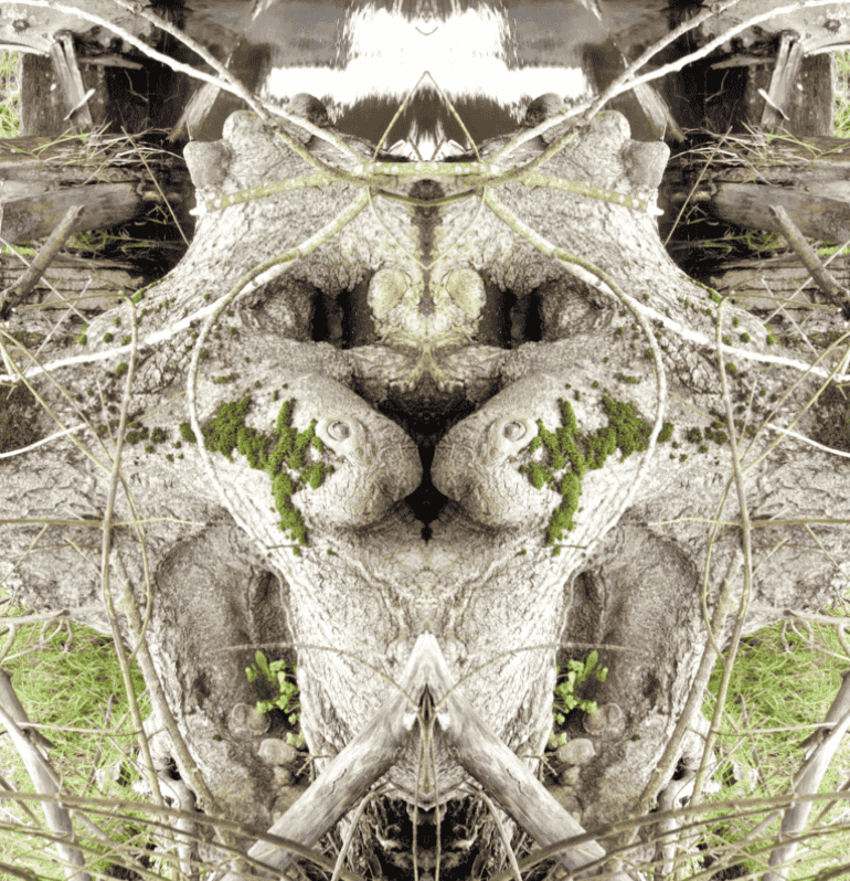 arbre lion