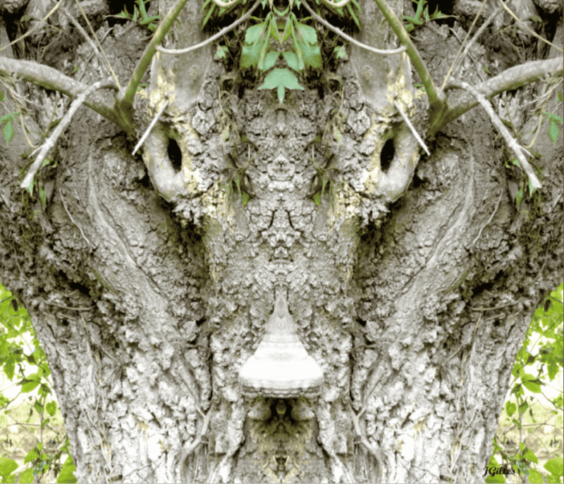 arbre taureau