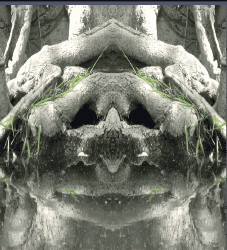 arbre tortue