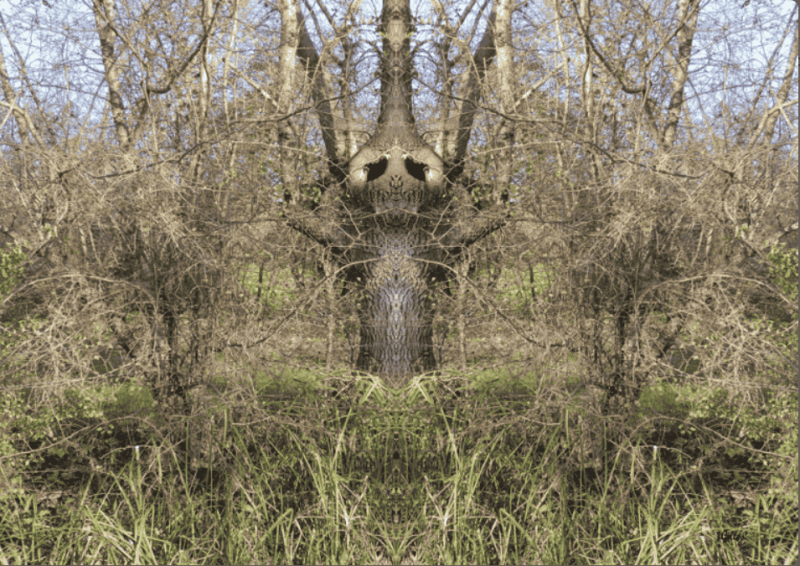 arbre gardien