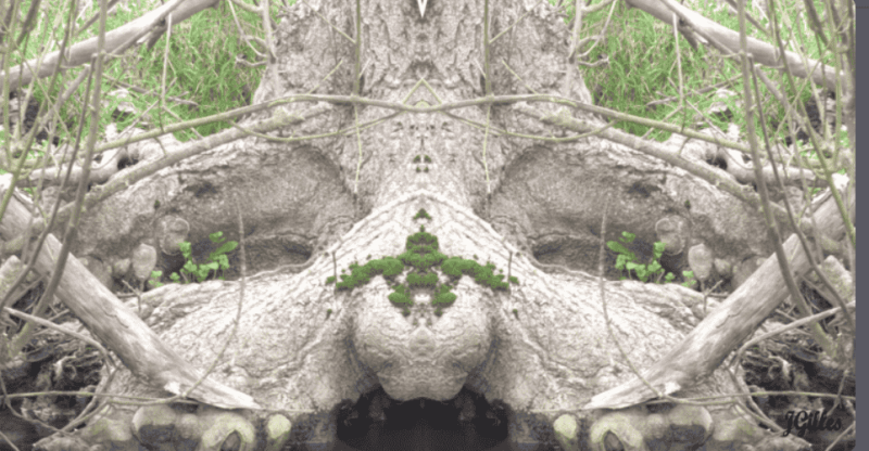 arbre dormeur