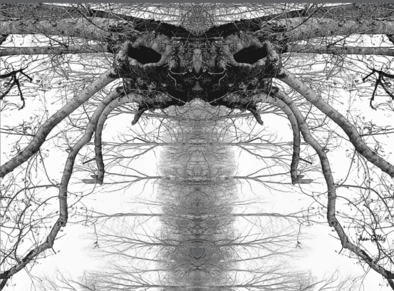 arbre insecte
