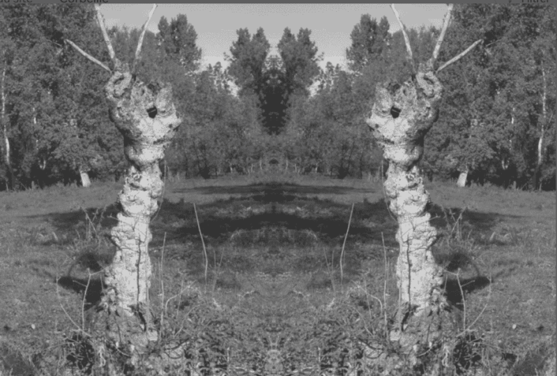 rencontre d'arbres