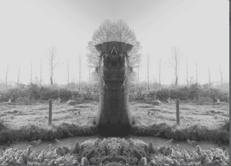 arbre roi