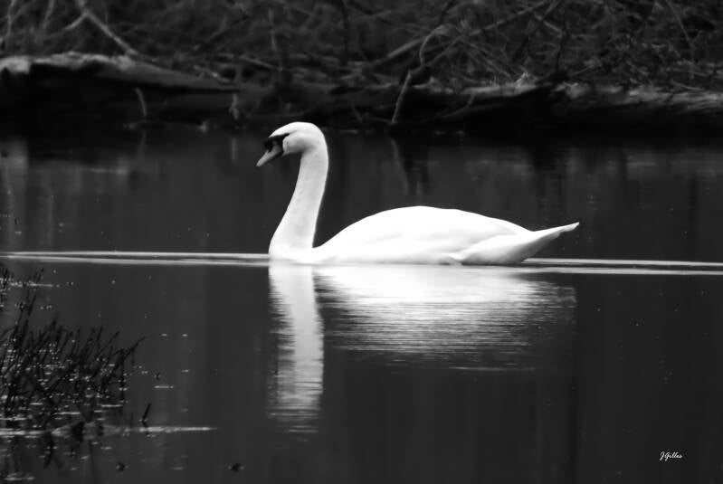 le cygne