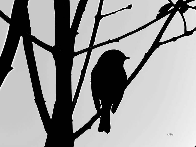 oiseau de nuit