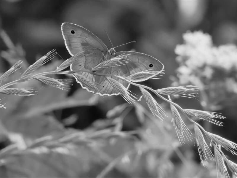 papillon