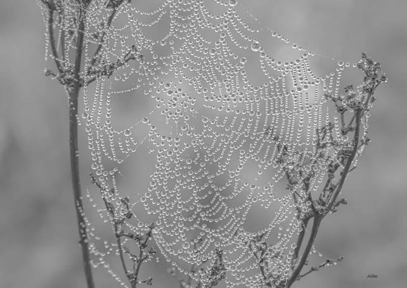 perles de rosée