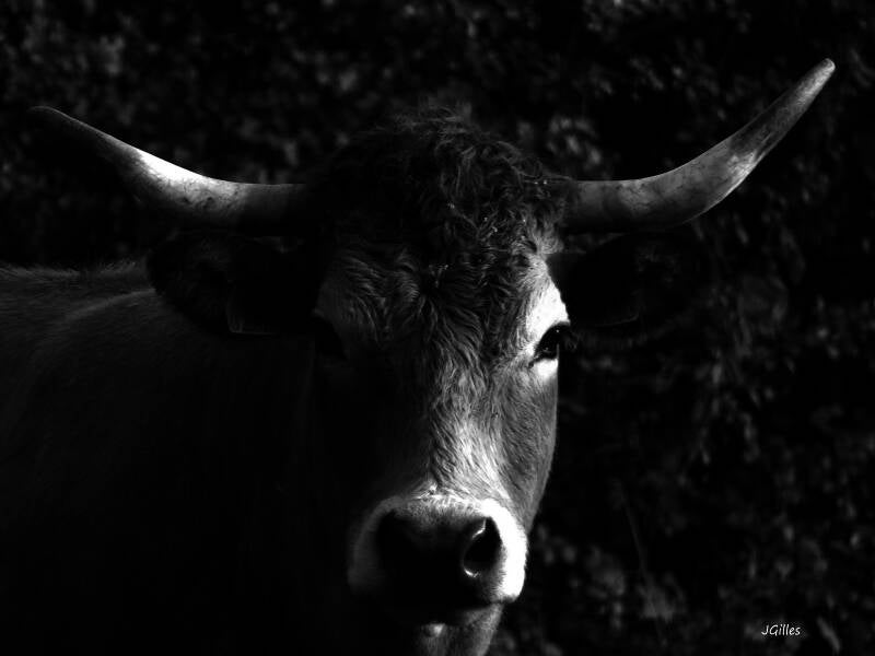vache