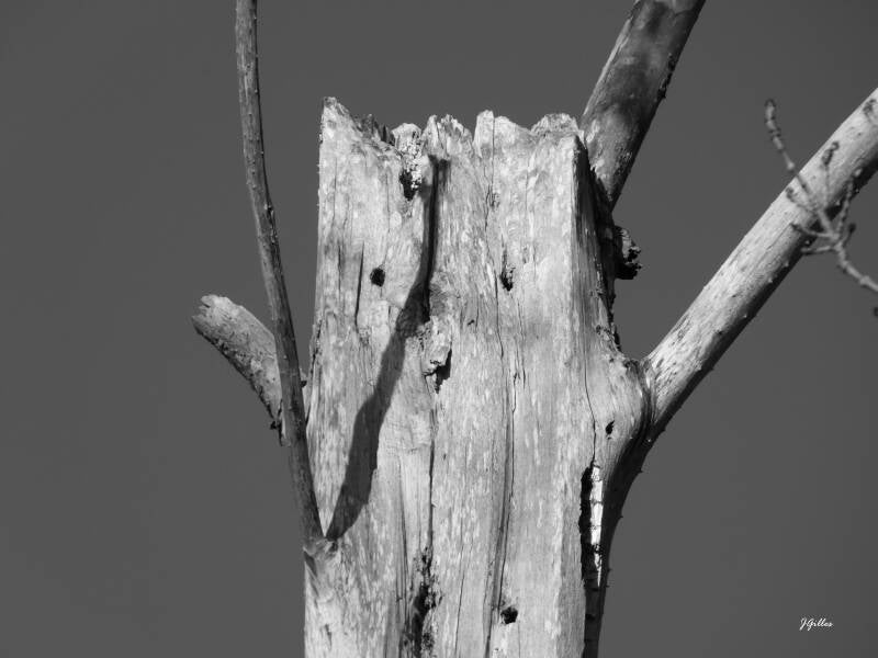 arbre heureux