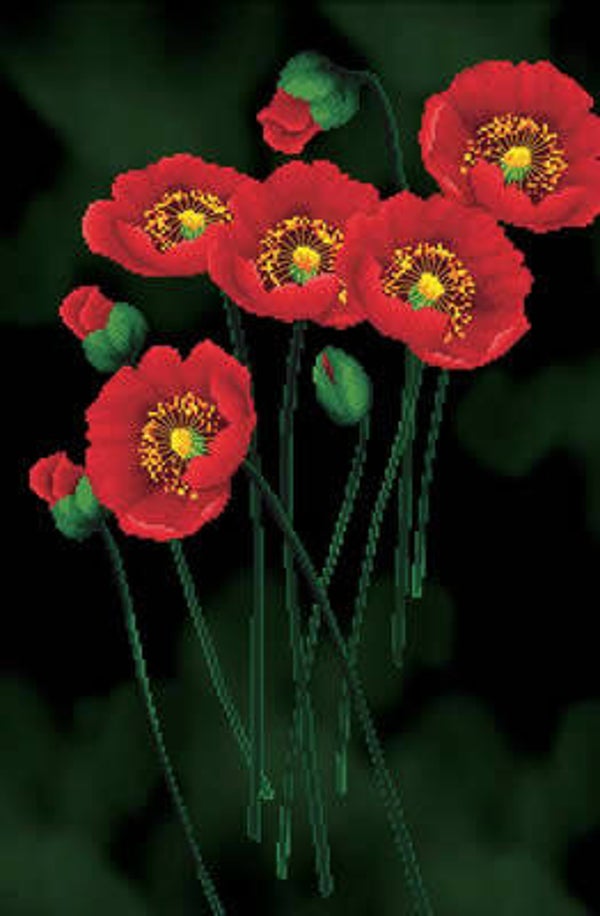 Voorbedrukt Borduurpakket - Red Poppies on Black