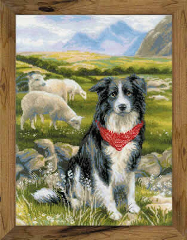 Borduurpakket - Border Collie