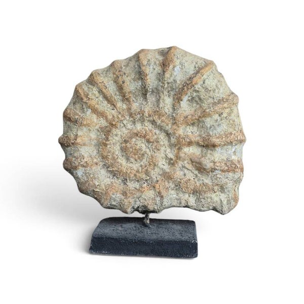 Ornament Schelp