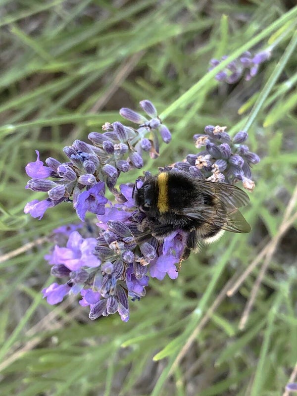 Bij Lavendel Methode Onbewust Startsessie