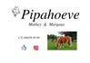 Pipahoeve