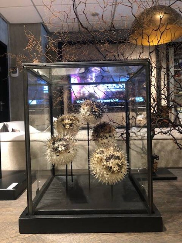 Blowfish In Stolp | Set |