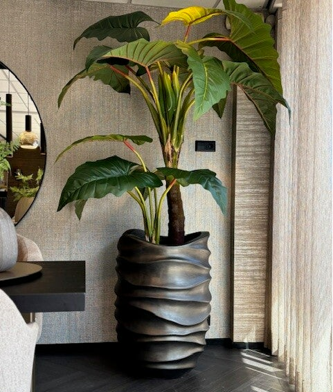 Plant Colocasia Gigantum Groen H220