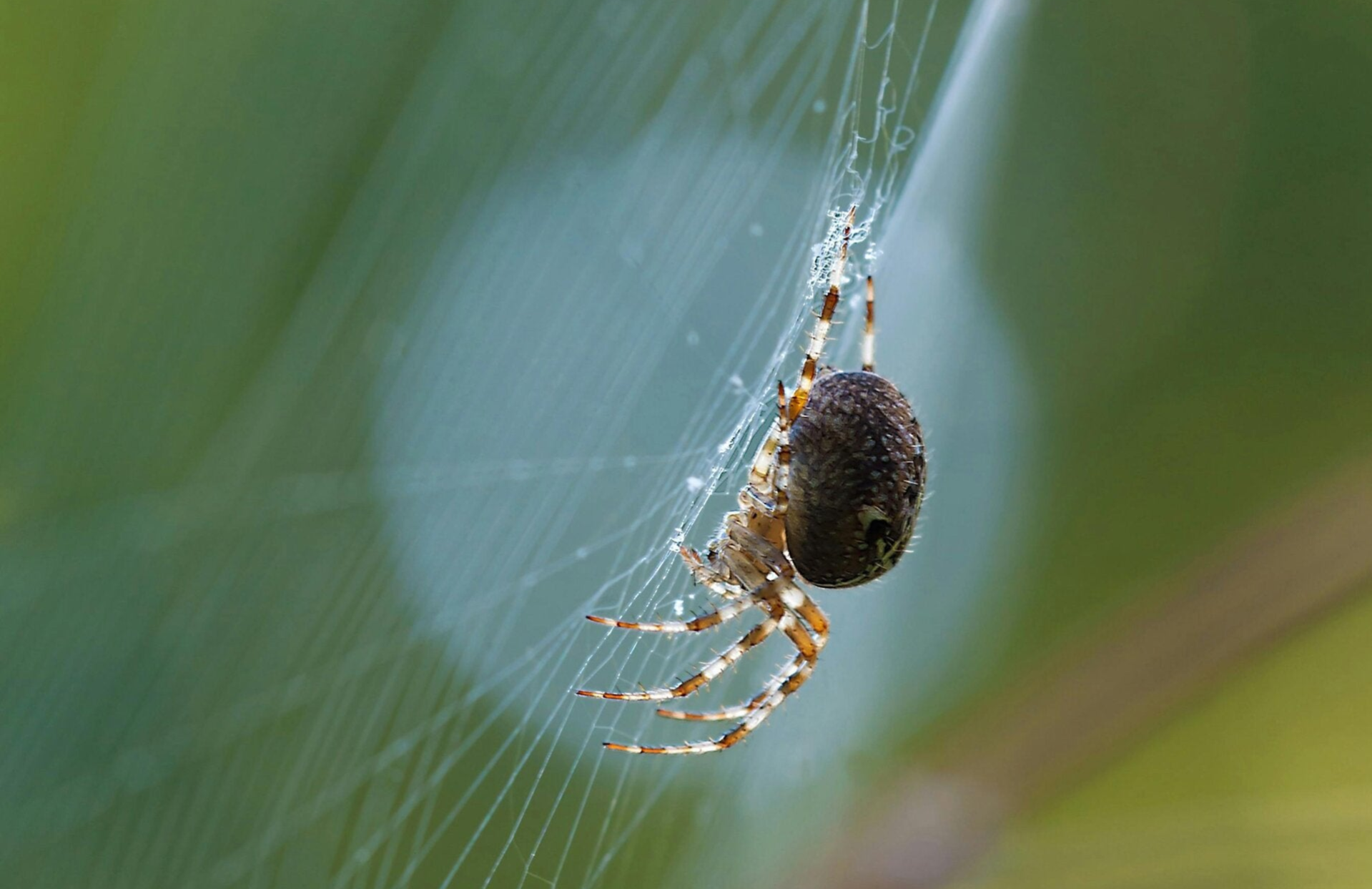 is het een sekte ziet de sekte als een spinnenweb