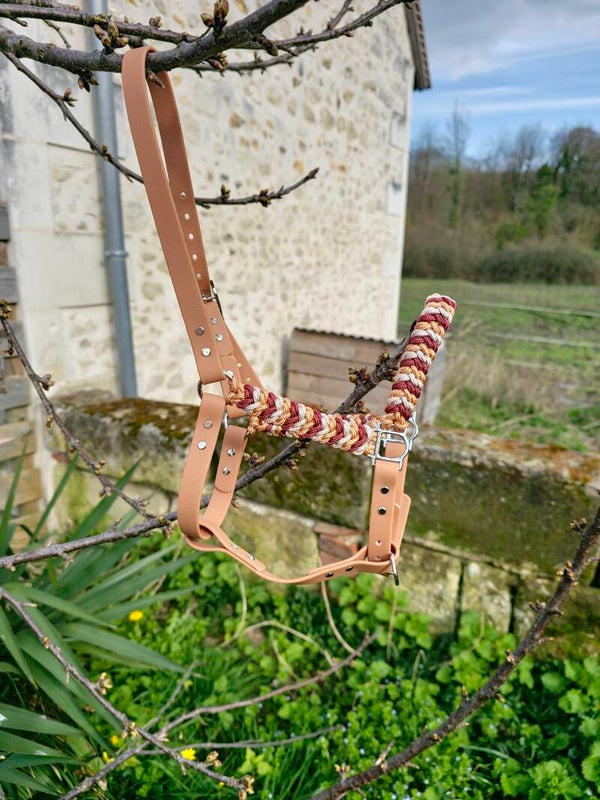 Licol taille poulain/mini