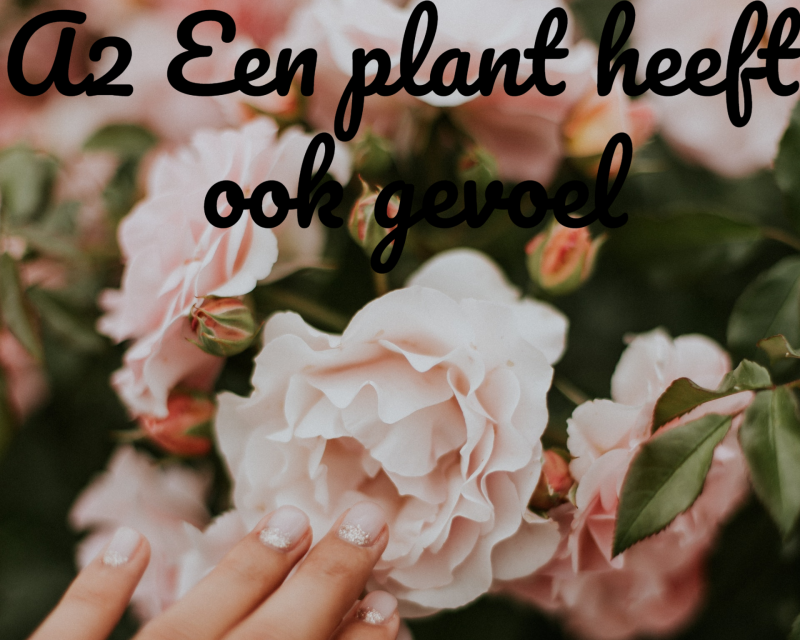 A2 Een plant heeft ook gevoel