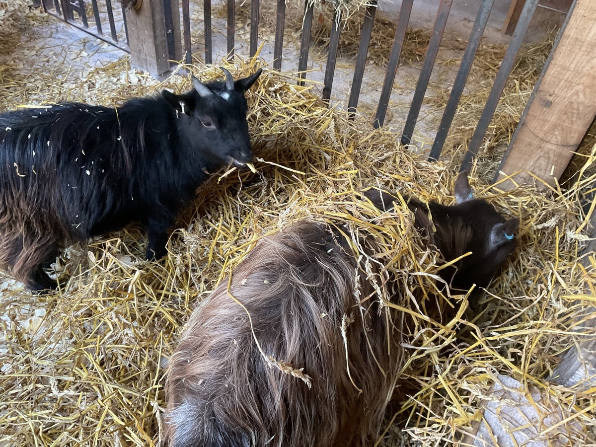 CLEAN OUT DAY | Goats as Pets