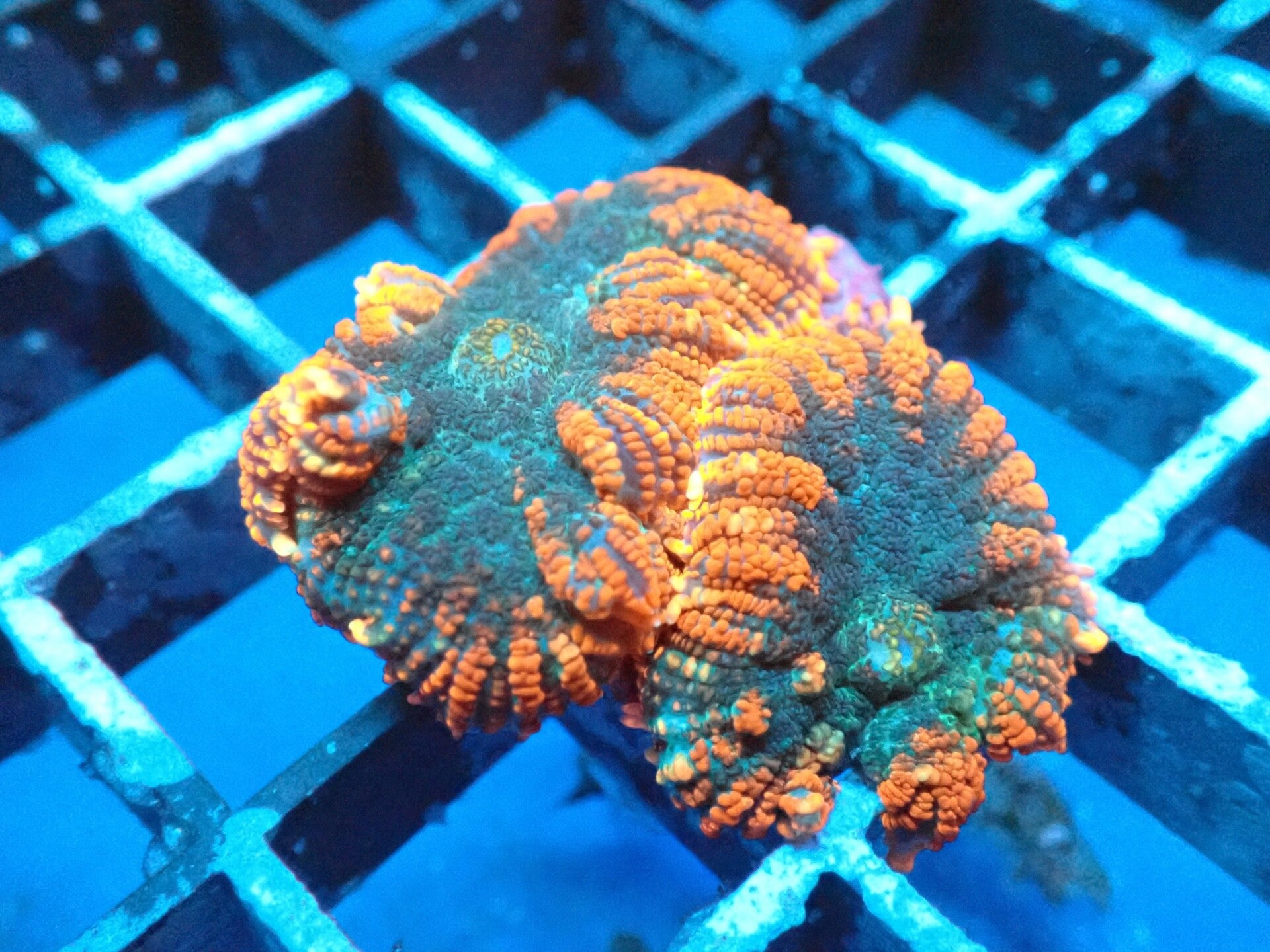 Forest Fire Rhodactis Mushroom Coral