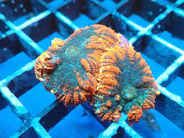 Forest Fire Rhodactis Mushroom Coral