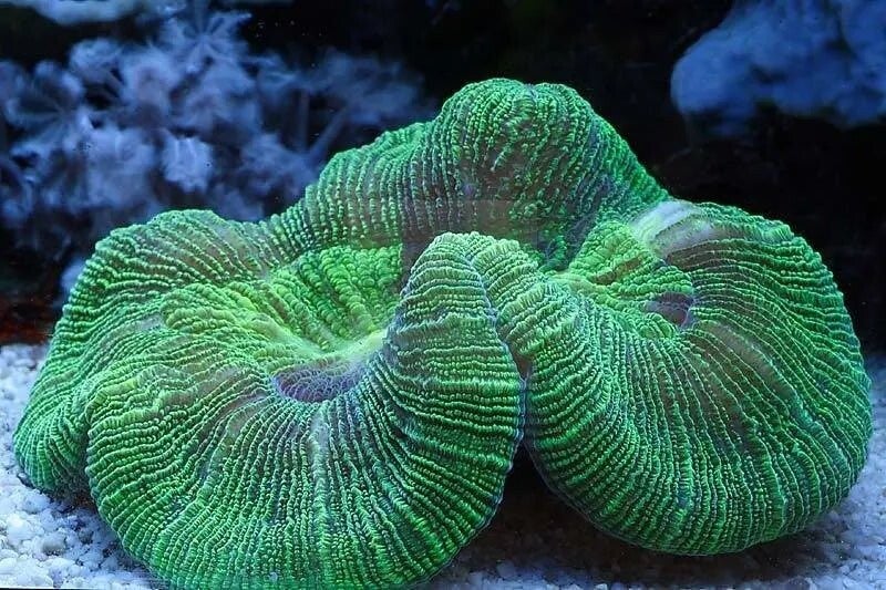 Brain Coral Sea (Trachyphyllia spp)