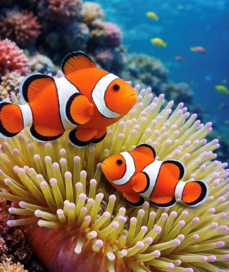 2 Clownfish & Sea Anemone Bundle for Vibrant Reef Aquariums