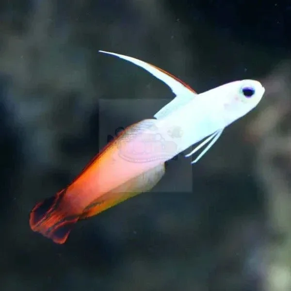 Firefish - Pacific (Nemateleotris magnifica)