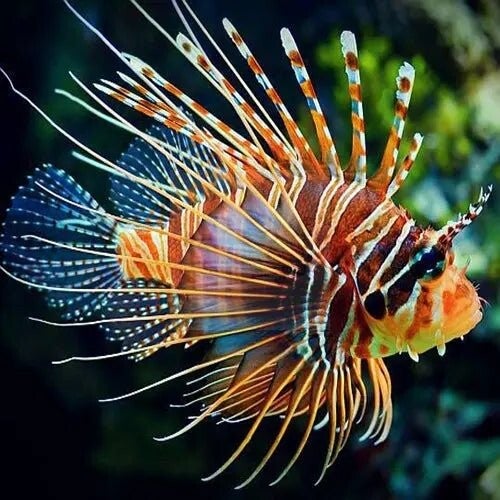 Lion - Antennata (Pterois antennata)