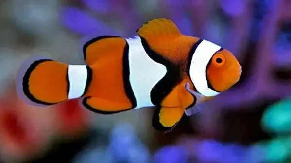 Percula Clown (Amphiprion ocellaris)