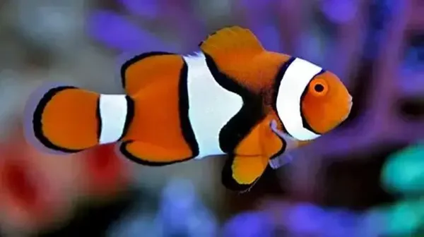 Percula Clown (Amphiprion ocellaris)