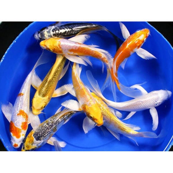 Butterfly Koi 8cm