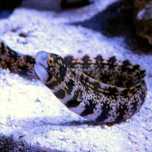 Snowflake Eel (Echidna nebulosa)