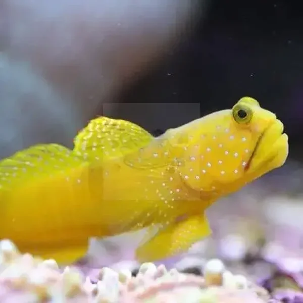 Watchman Goby (Cryptocentrus pavoninoides)