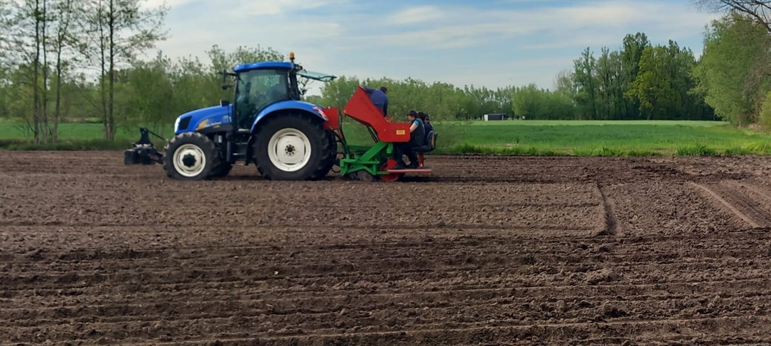 Aanplant van Miscanthus