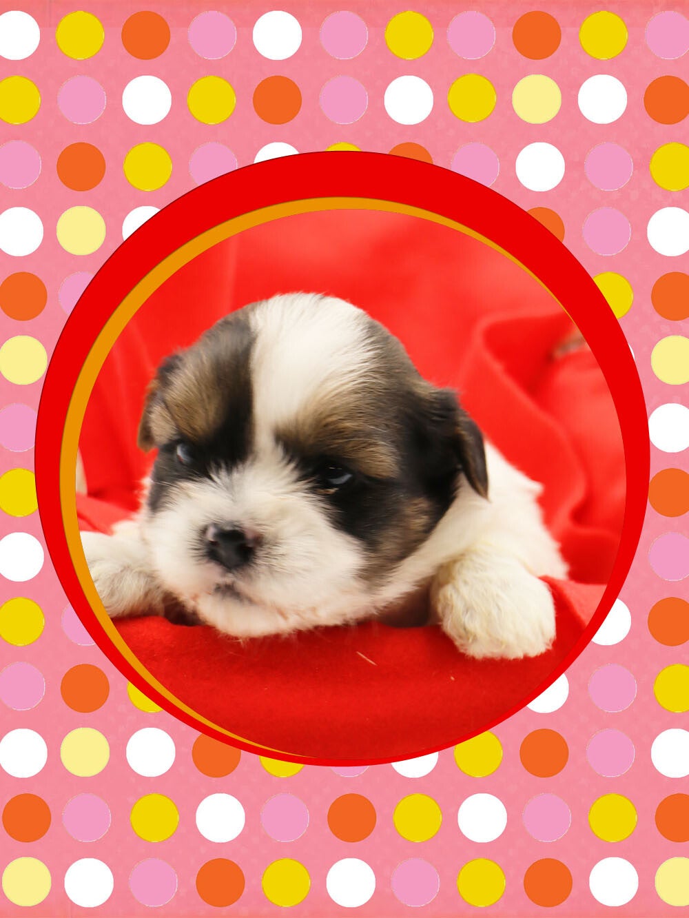 MORKIE-CHIOT-255-EMPEREUR