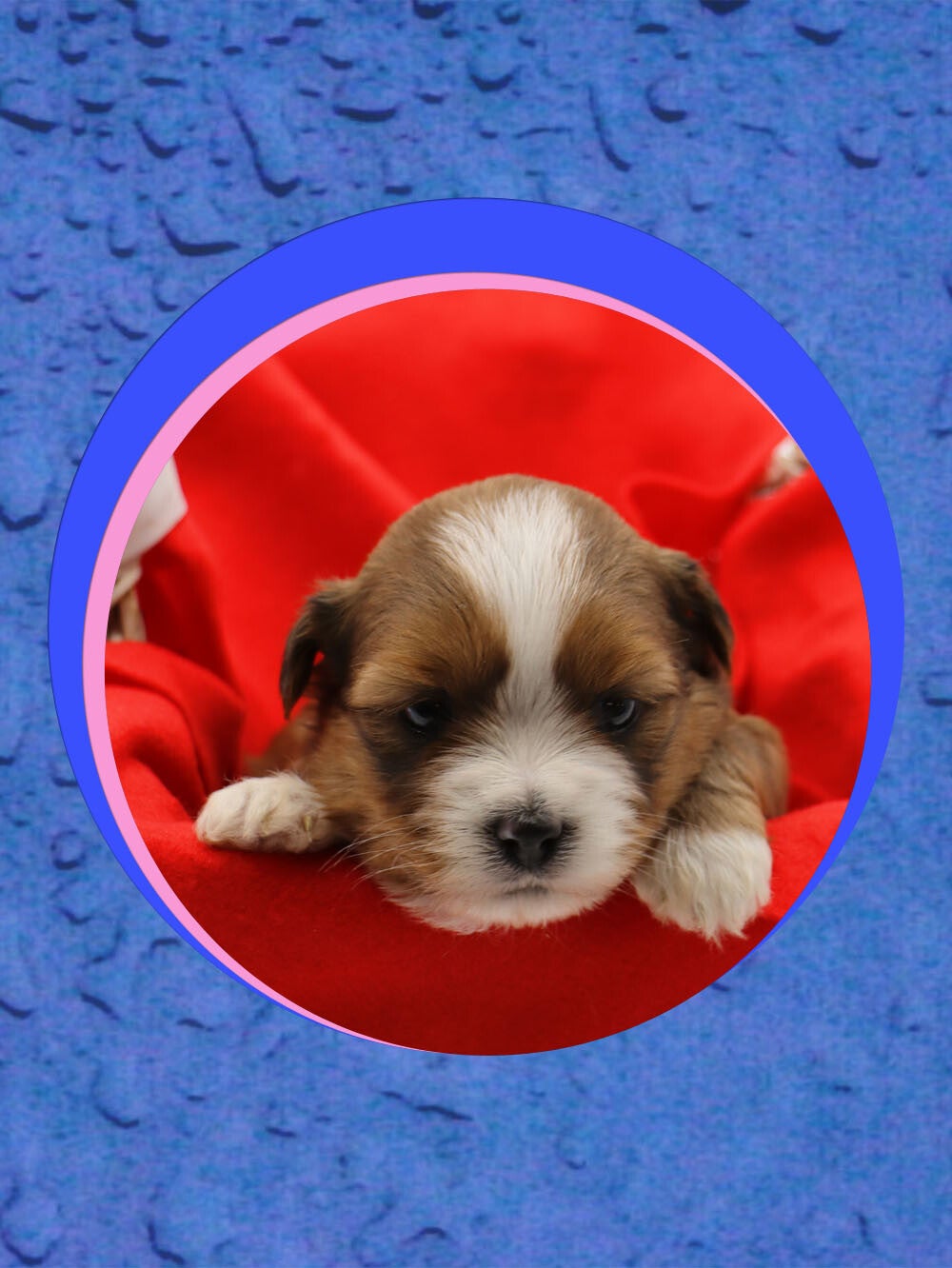 MORKIE-CHIOT-241-EMPEREUR