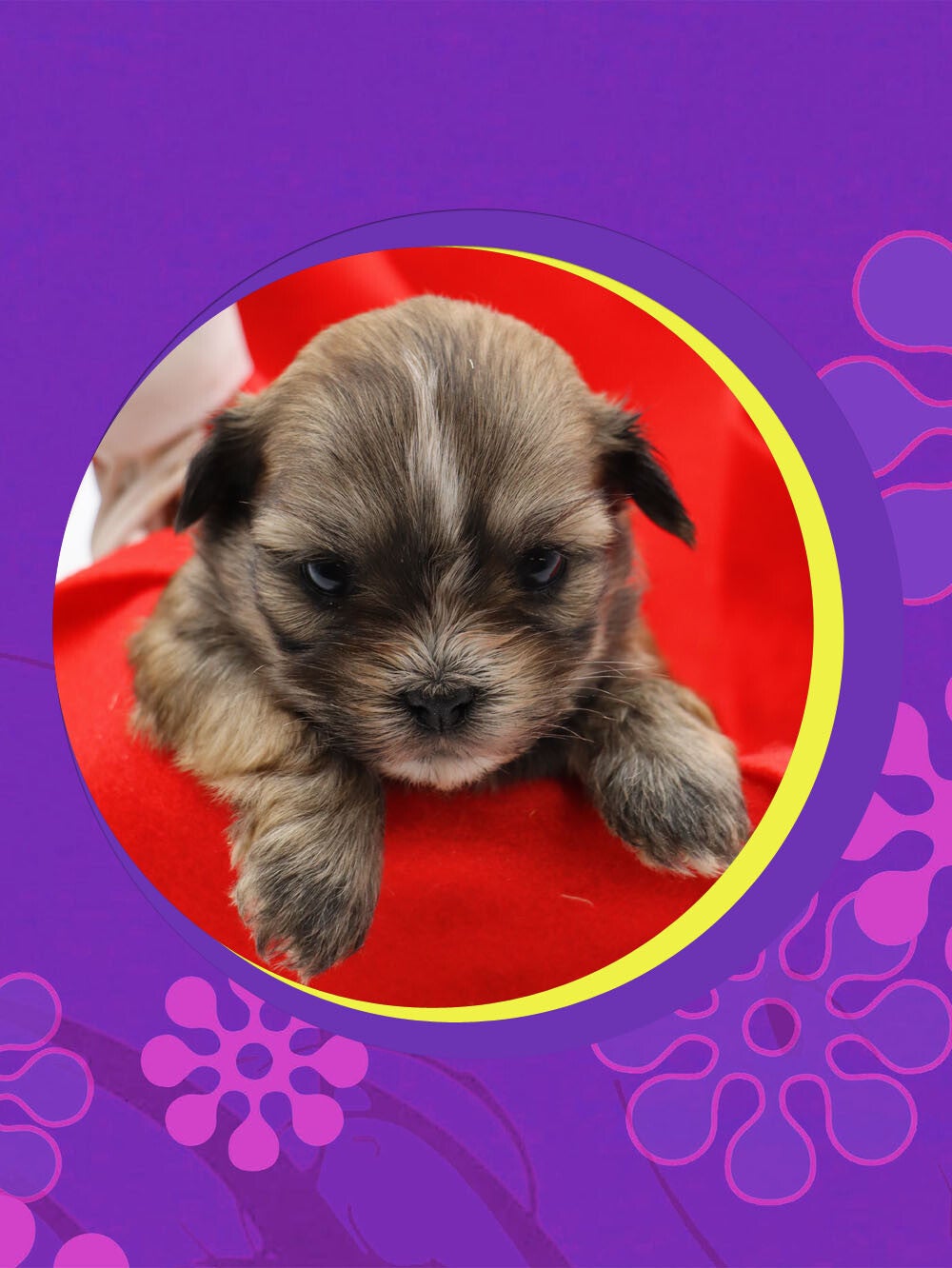 MORKIE-CHIOT-260-EMPEREUR