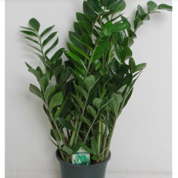 Zamioculcas Zamiifol