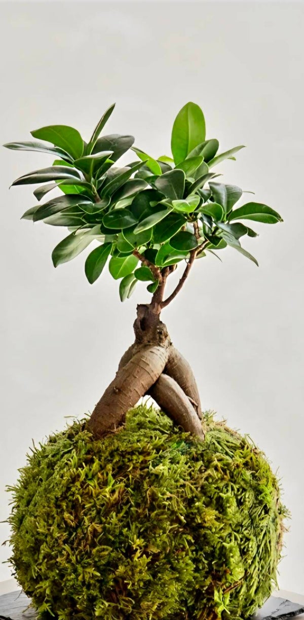 Bonsai kokedama