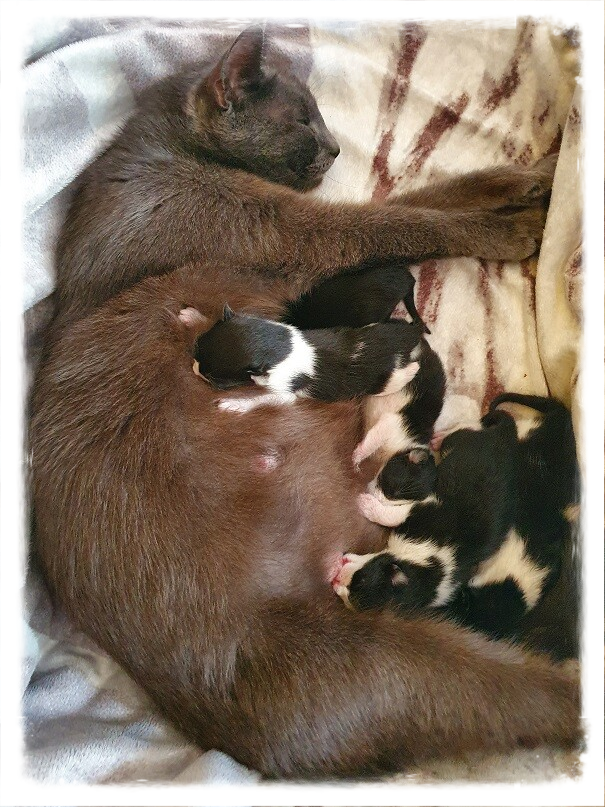 Sonja Zantinge doula kittens