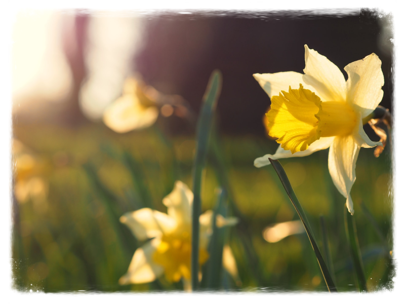 Sonja Zantinge blog over postnatale psychose en post natale depressie kraambedpsychose en daar je kracht van maken