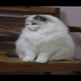 IMG_5726.png