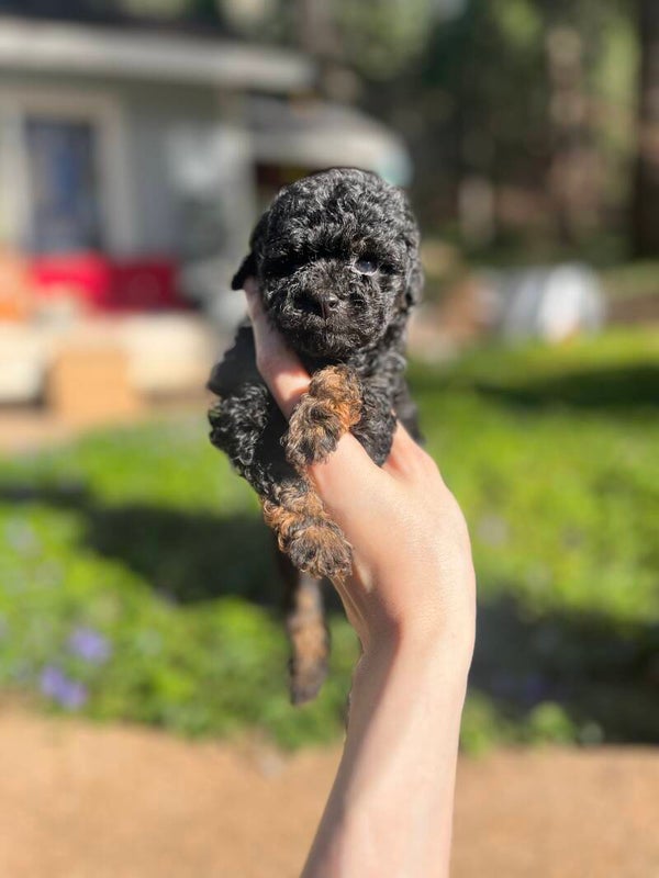 ZUKO